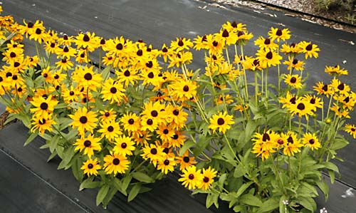 Gloriosa Daisy Rudbeckia hirta